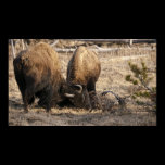 Head Butting Bison - Fine Art Print posters