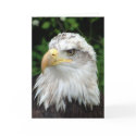 Head of a bird of prey cards by Libby Head of a bird of prey cards
