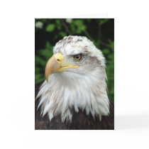 Head of a bird of prey cards