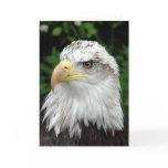 Head of a bird of prey cards