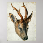 Head of a Roe Deer posters