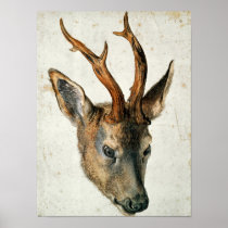 Head of a Roe Deer Print