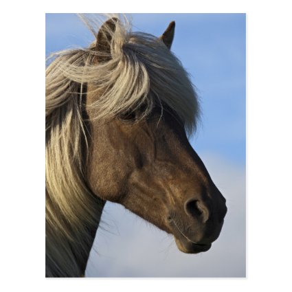 Head of Icelandic horse, Iceland Postcard