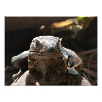 Head On Iguana Art Photo