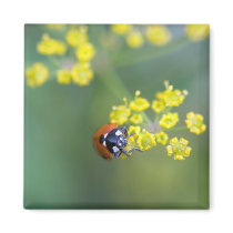 head on ladybug magnets