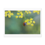 head on ladybug post cards
