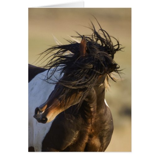 Head Shake Wild Horse Greeting Card
