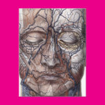 Head Veins and Muscles Postcards
