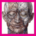 Head Veins and Muscles Posters