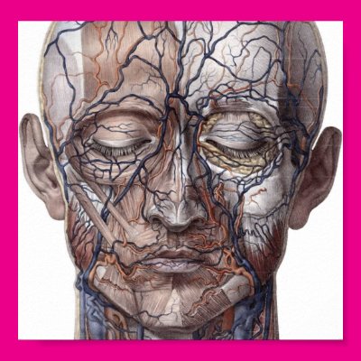 Head Veins and Muscles Posters Zazzle_print Head Veins and Muscles Posters Zazzle_print