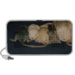rats, rat, mindgoop, baby rats, speaker, baby rat
