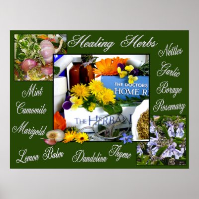 Herbalism on Healing Herbs   Poster From Zazzle Com