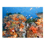 Healthy reef structure, Komodo National Park Postcard
