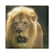 Hear My Roar magnets