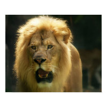 Hear My Roar posters by AnnaMarie777 Hear My Roar posters