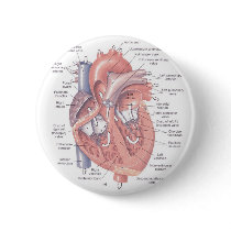Heart Anatomy Pin