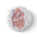Heart Anatomy buttons