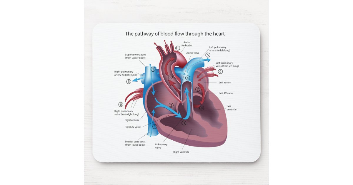 heart anatomy mousepad zazzle heart wedding invites