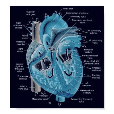 Heart anatomy posters by leahann