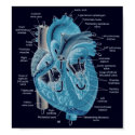 Heart anatomy posters by leahann Heart anatomy posters