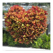 Heart Bush Poster - Customized posters