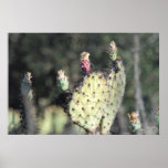 Heart Cactus Poster