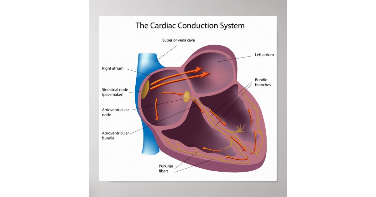 heart conduction system poster zazzle heart wedding invites