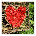 Heart Flower Poster posters