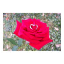 Heart in Rose posters by LazyLuxury Heart in Rose posters