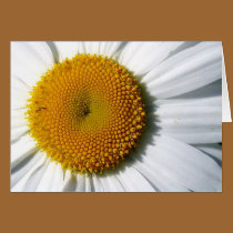 Heart of a Daisy CARD by RanchLady Heart of a Daisy CARD
