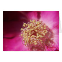 heart of a rose cards by abadu44 heart of a rose cards