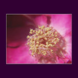heart of  a rose
