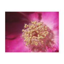 heart of a rose postcards by abadu44 heart of a rose postcards