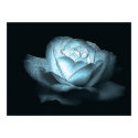 heart of ice rose posters