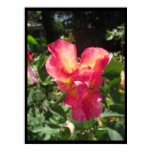 rose, roses, photography, nature, garden,