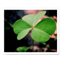 Heart Shamrock posters