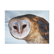 Heart shaped face Barn Owl Gallery Wrap Canvas