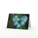 forget-me-nots, forget, not, nots, knots, knot,
