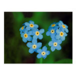 Heart Shaped Forget-me-not Flowers Post Card