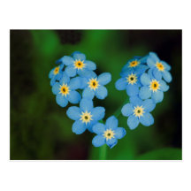 Heart Shaped Forget-me-not Flowers Post Card