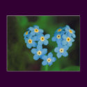 Heart Shaped Forget-me-not Flowers postcards