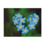 Heart Shaped Forget-me-not Flowers Post Card