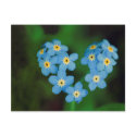 Heart Shaped Forget-me-not Flowers postcards by beverlytazangel Heart Shaped Forget-me-not Flowers postcards