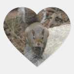 Heart Shaped: Squirrel Sticker