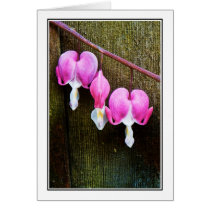 Hearts Bleed cards