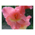 Hearts Desire Gladiola Bordered Poster posters
