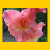 Hearts Desire Gladiola Bordered Poster posters