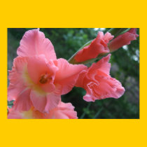 Hearts Desire Pink Gladiola Poster... Bordered posters