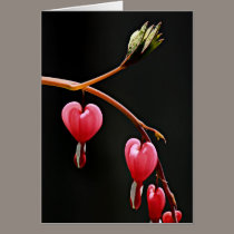 Hearts on a Curve cards