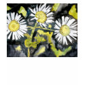 heath aster asters wildflowers t shirt by dereklovessheila heath aster asters wildflowers t shirt